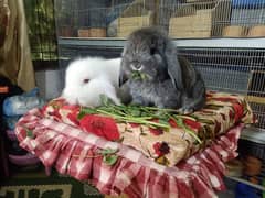 German Lop rabbit baby pair | Bunnies | Rabbit male | Rabbit female