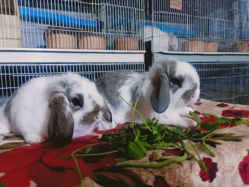 German Lop rabbit baby pair | Bunnies | Rabbit male | Rabbit female 14