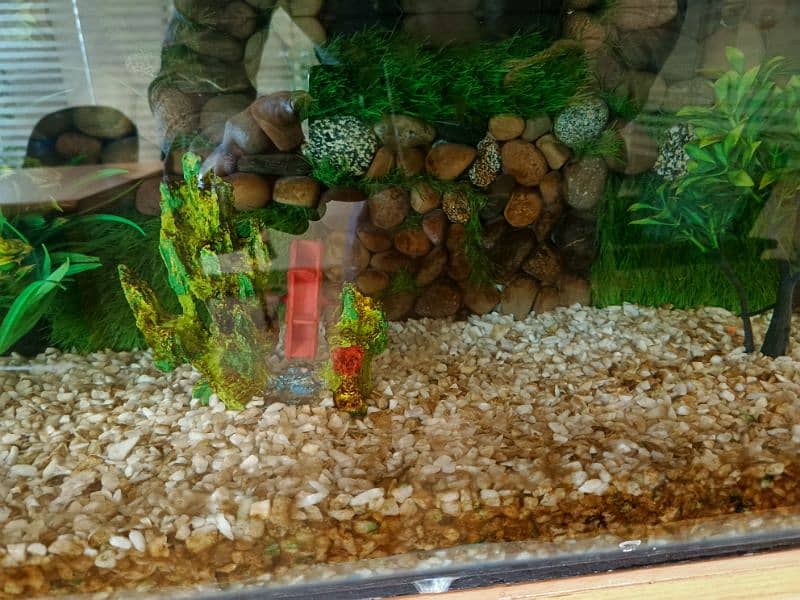 Aquarium for Sale 2