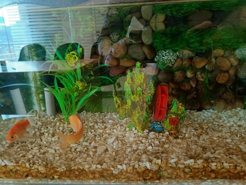 Aquarium for Sale 3