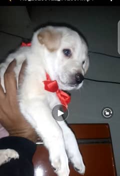 labrador pup for sale 03207562262