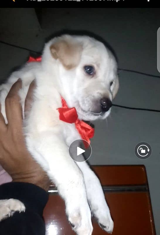 labrador pup for sale 03207562262 0