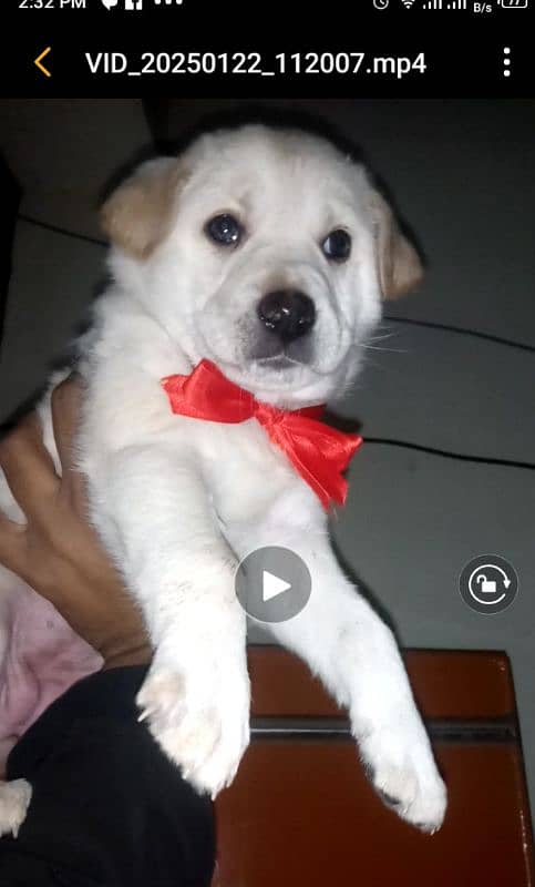 labrador pup for sale 03207562262 1