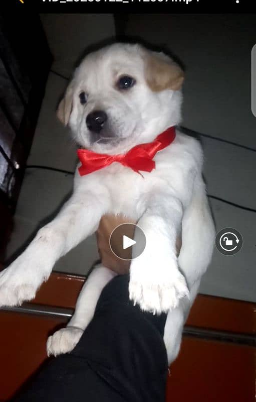 labrador pup for sale 03207562262 3