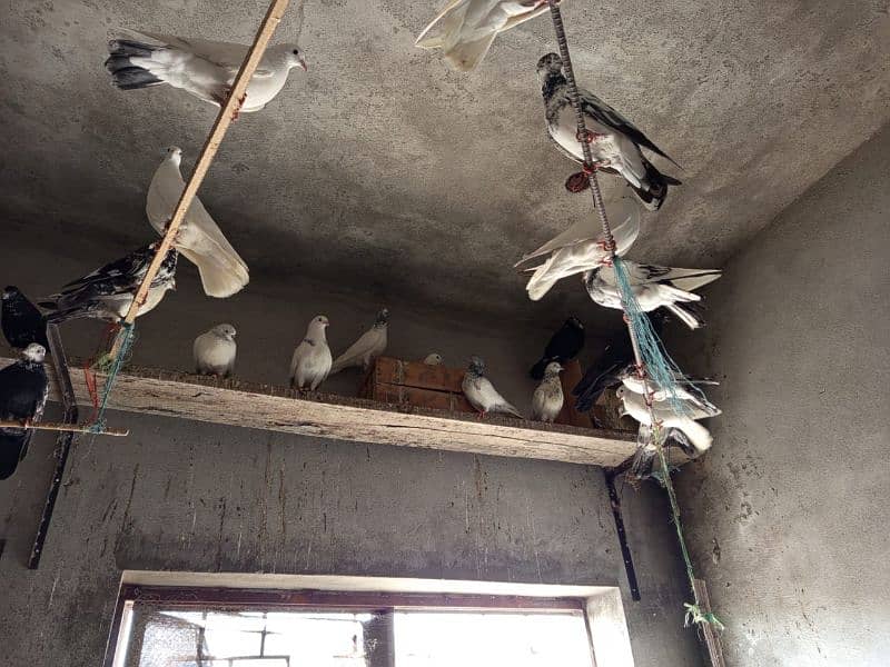 Different Type pigeons 1