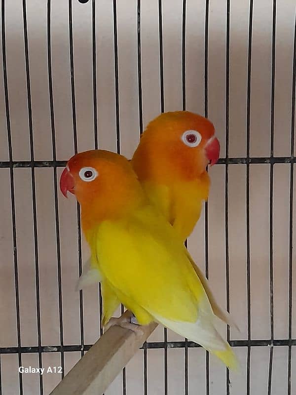 Love bird 3