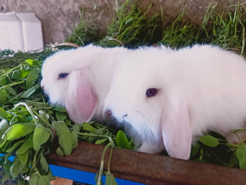 Fuzzy Lop | Holland lop | German Lop | Red eyes Rabbit | Blue eyes 2