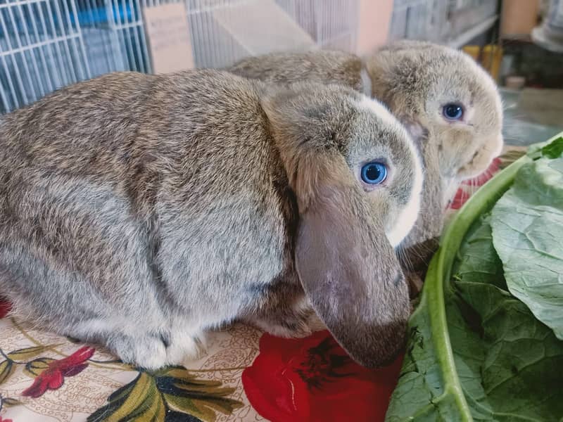 Fuzzy Lop | Holland lop | German Lop | Red eyes Rabbit | Blue eyes 10