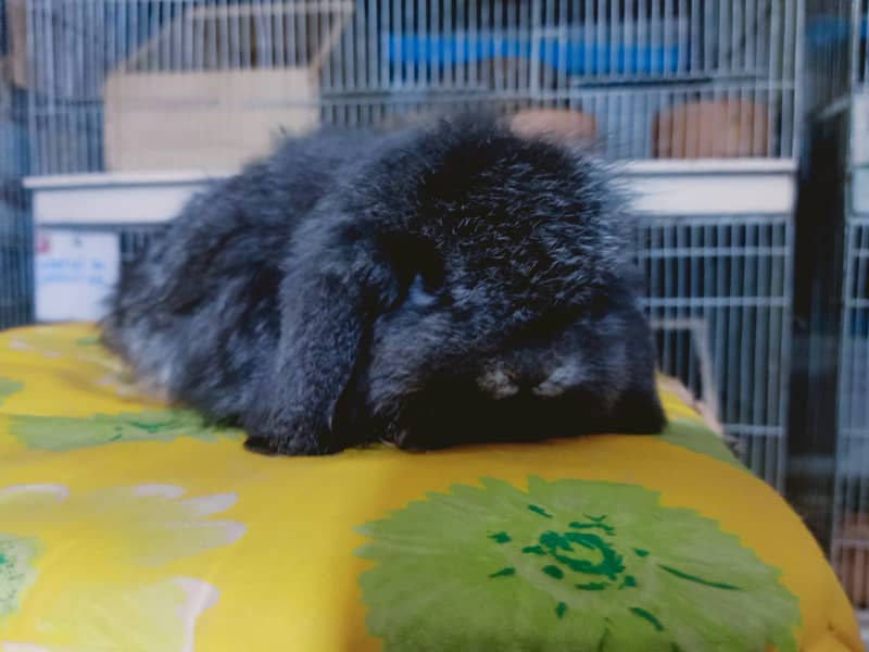 Fuzzy Lop | Holland lop | German Lop | Red eyes Rabbit | Blue eyes 4