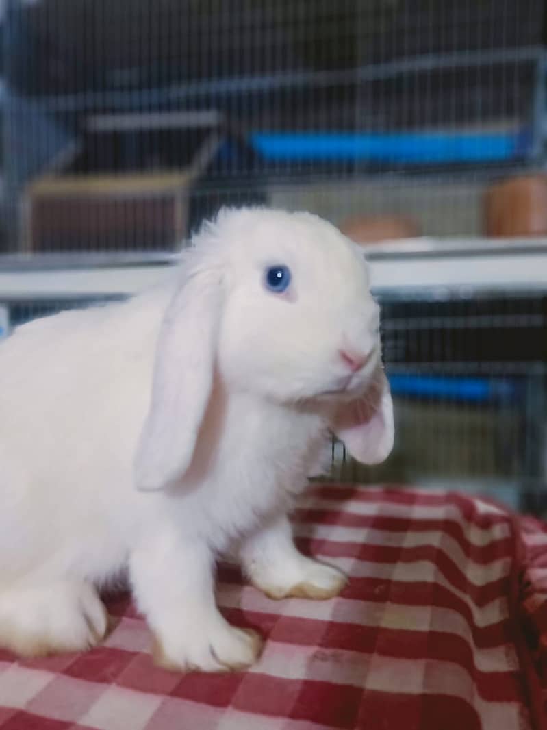 Fuzzy Lop | Holland lop | German Lop | Red eyes Rabbit | Blue eyes 5