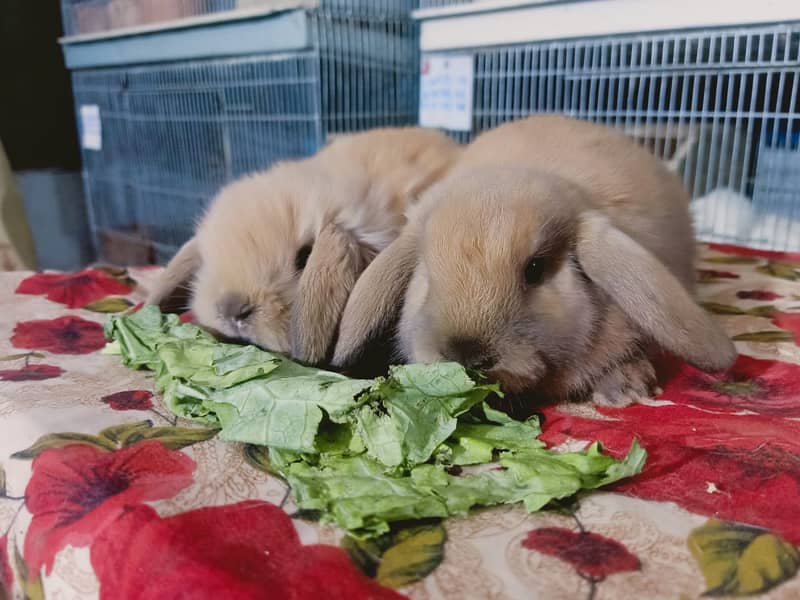 Fuzzy Lop | Holland lop | German Lop | Red eyes Rabbit | Blue eyes 6