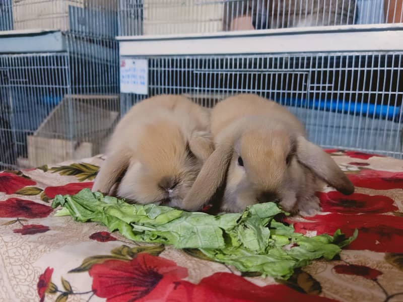 Fuzzy Lop | Holland lop | German Lop | Red eyes Rabbit | Blue eyes 7