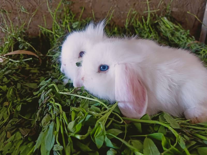 Fuzzy Lop | Holland lop | German Lop | Red eyes Rabbit | Blue eyes 8