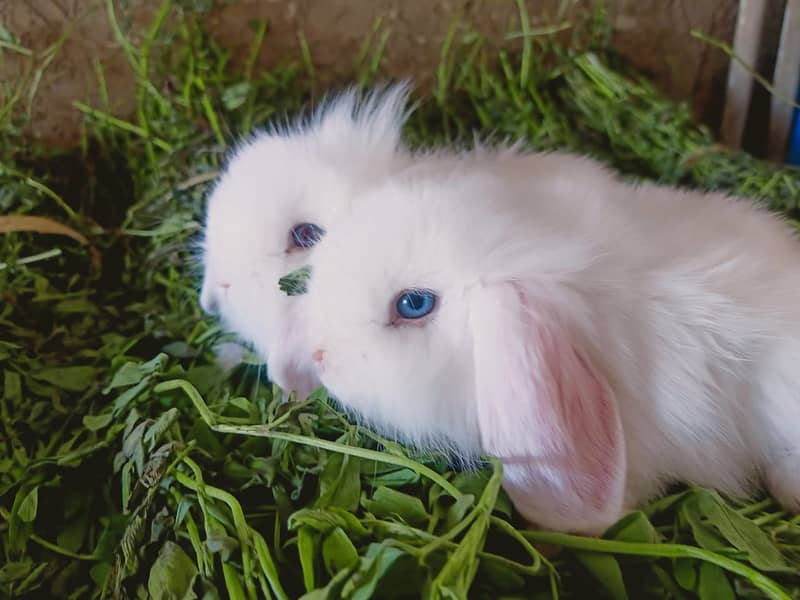 Fuzzy Lop | Holland lop | German Lop | Red eyes Rabbit | Blue eyes 0