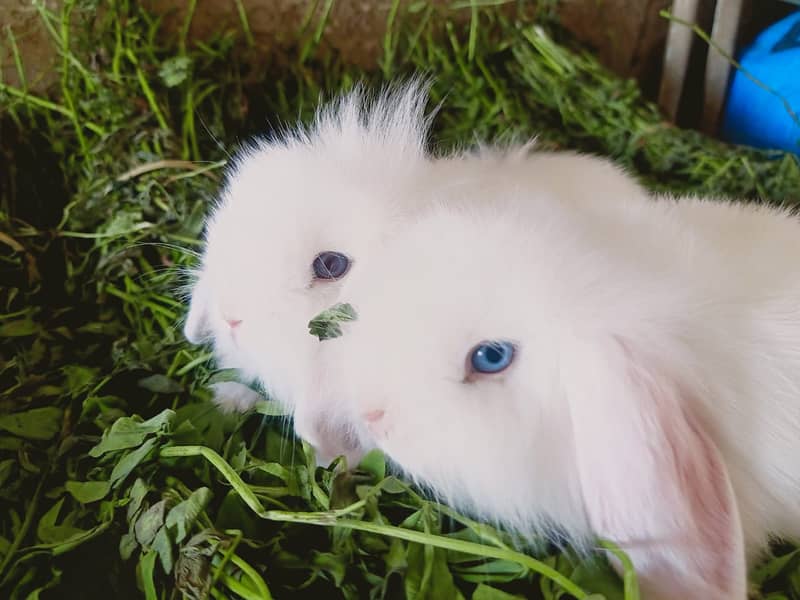 Fuzzy Lop | Holland lop | German Lop | Red eyes Rabbit | Blue eyes 12