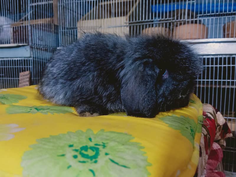 Fuzzy Lop | Holland lop | German Lop | Red eyes Rabbit | Blue eyes 13