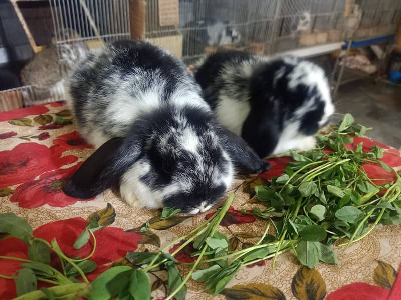 Fuzzy Lop | Holland lop | German Lop | Red eyes Rabbit | Blue eyes 16