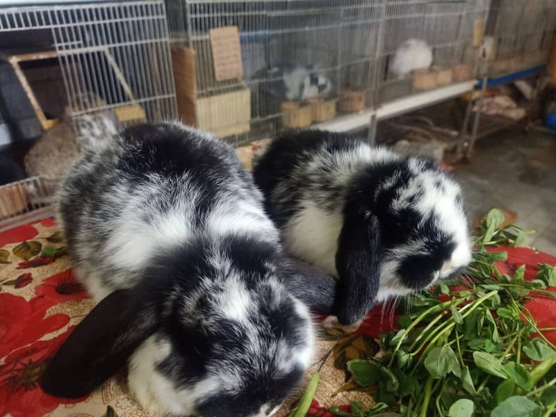 Fuzzy Lop | Holland lop | German Lop | Red eyes Rabbit | Blue eyes 17