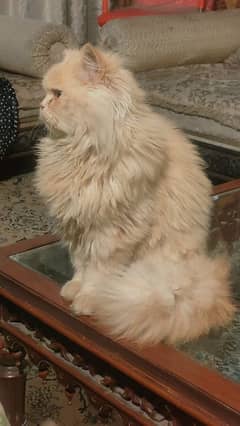 Persian Male cat