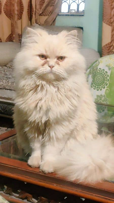 Persian Male cat 1