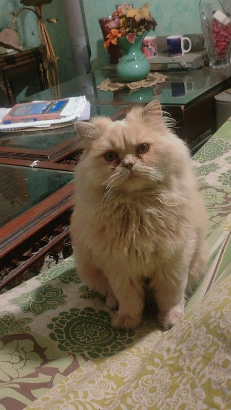 Persian Male cat 2