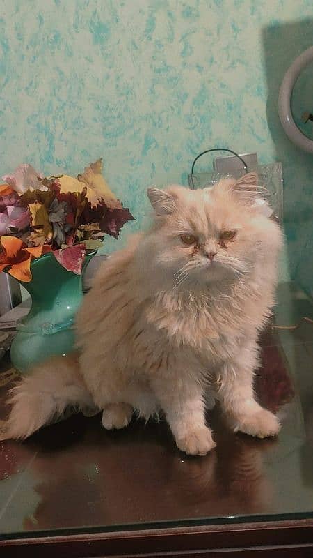 Persian Male cat 3