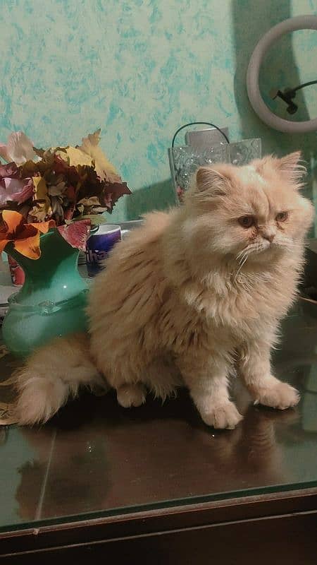 Persian Male cat 4