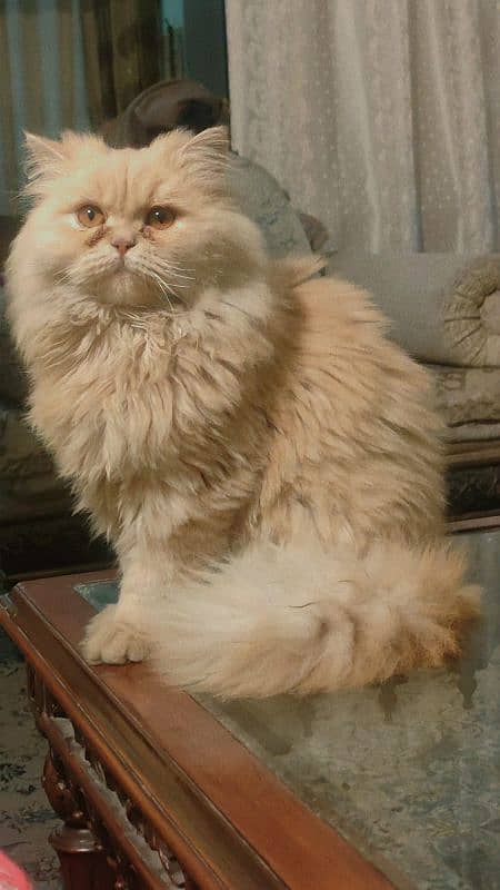 Persian Male cat 5