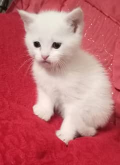 Persian single coat pair of Persian kittens