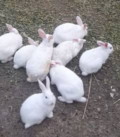 white red eye rabbits