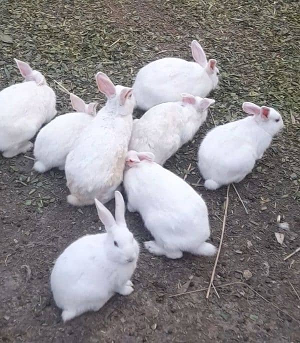 white red eye rabbits 0