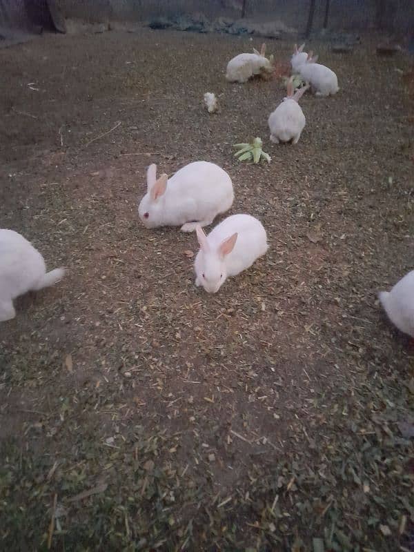 white red eye rabbits 1