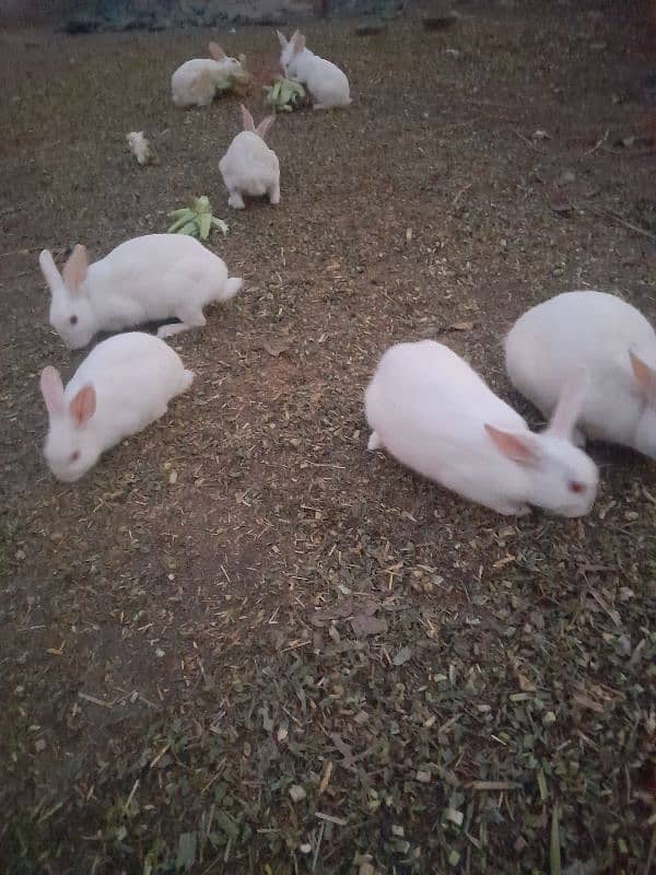 white red eye rabbits 2