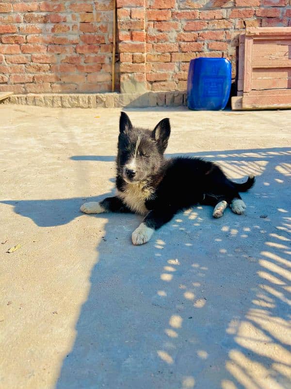 Puppy For sale urjent location khurrianwala vecine complete 0