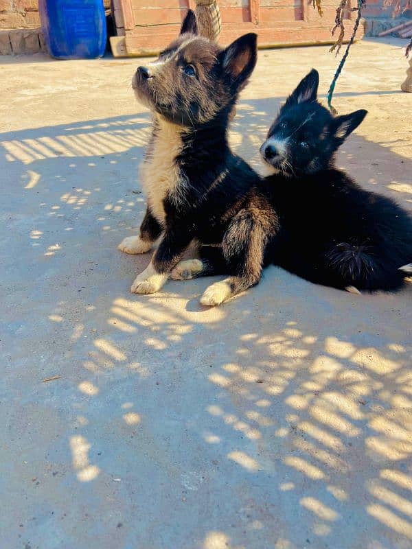 Puppy For sale urjent location khurrianwala vecine complete 1