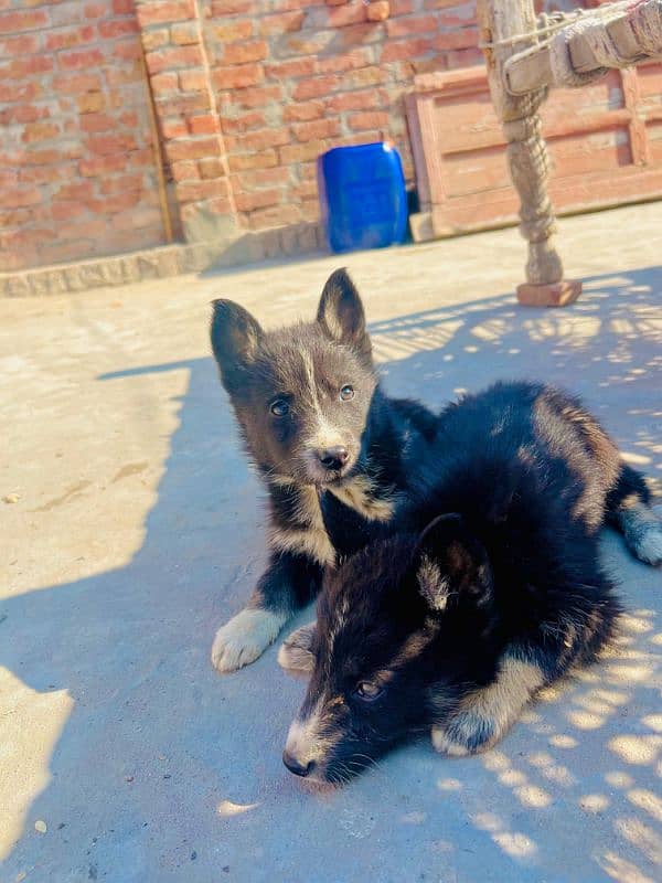 Puppy For sale urjent location khurrianwala vecine complete 2