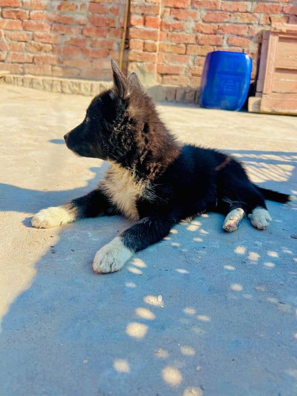 Puppy For sale urjent location khurrianwala vecine complete 7