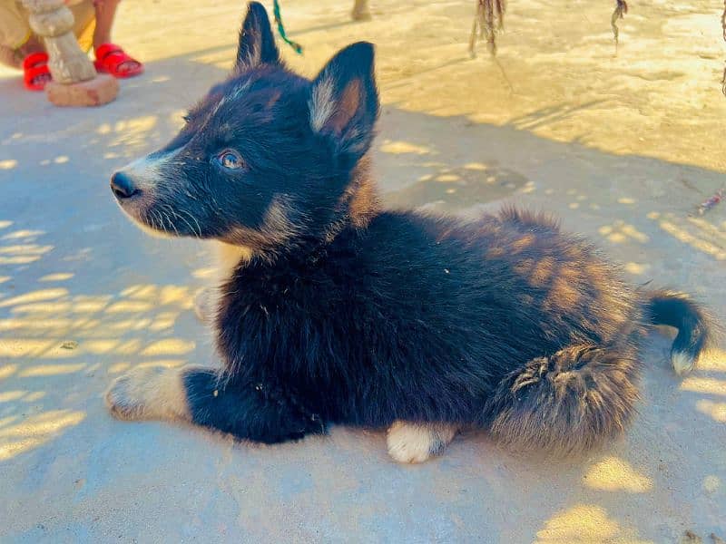 Puppy For sale urjent location khurrianwala vecine complete 8