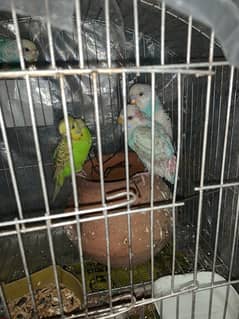 Australian parrot pair 350