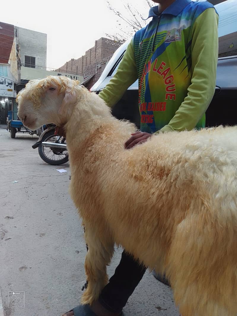 kajla /chatra / bakra | mundra | Breader | بکرا |  Sheep /goat 3