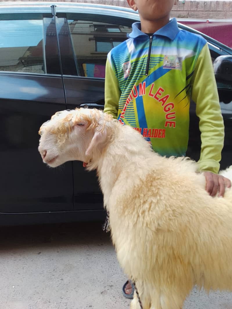 kajla /chatra / bakra | mundra | Breader | بکرا |  Sheep /goat 4