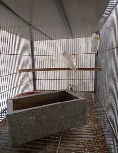 Albino black eyes breeder pairs 0312. . 4623. . 645 whatsap