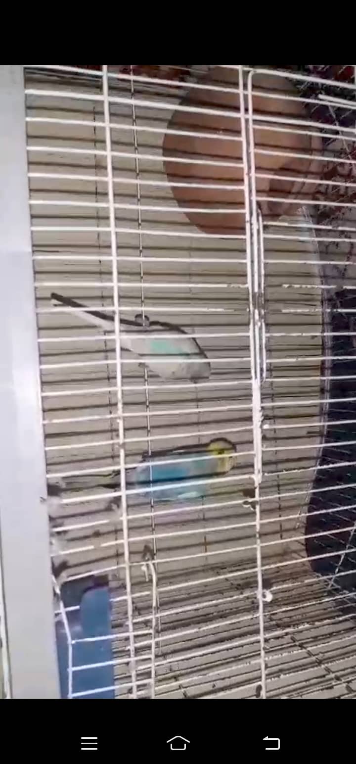 Australian beautiful pair with cage 0