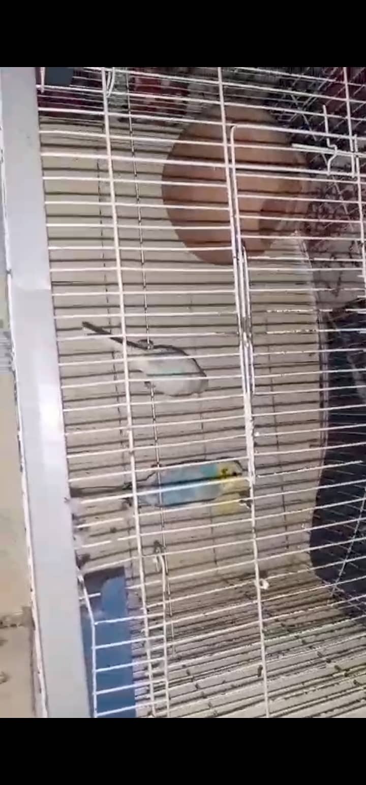 Australian beautiful pair with cage 2