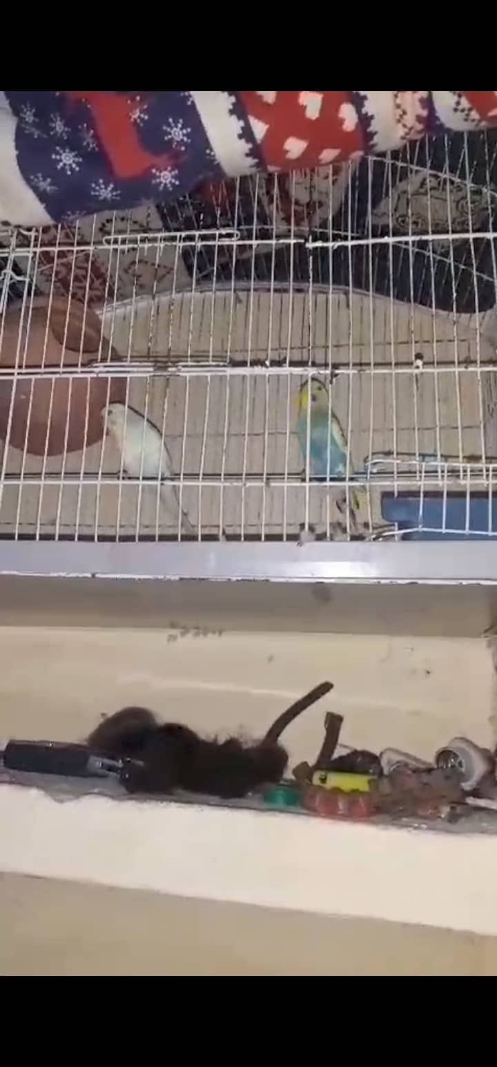 Australian beautiful pair with cage 3