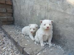 2 Male 1 female Puppies