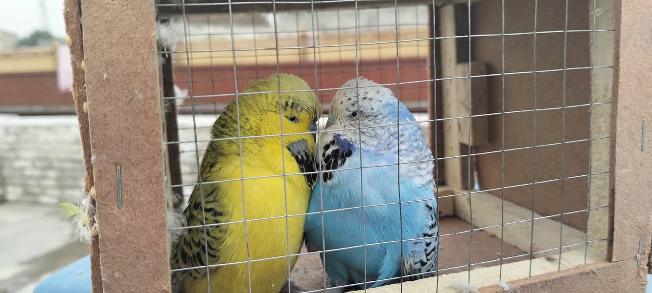 Exhibition breeder pair 0