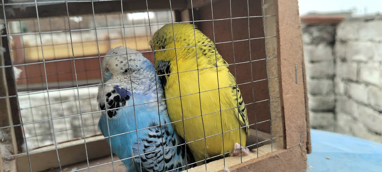 Exhibition breeder pair 1