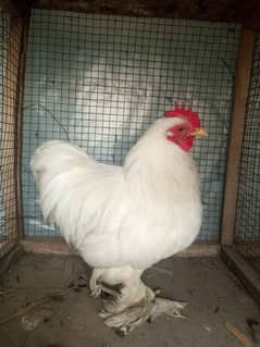 White Bantam Male