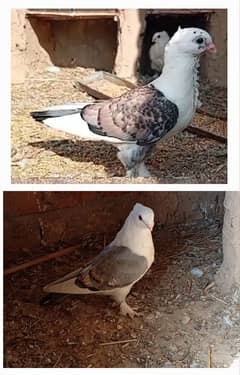 sentinet pigeon kabotar for sale